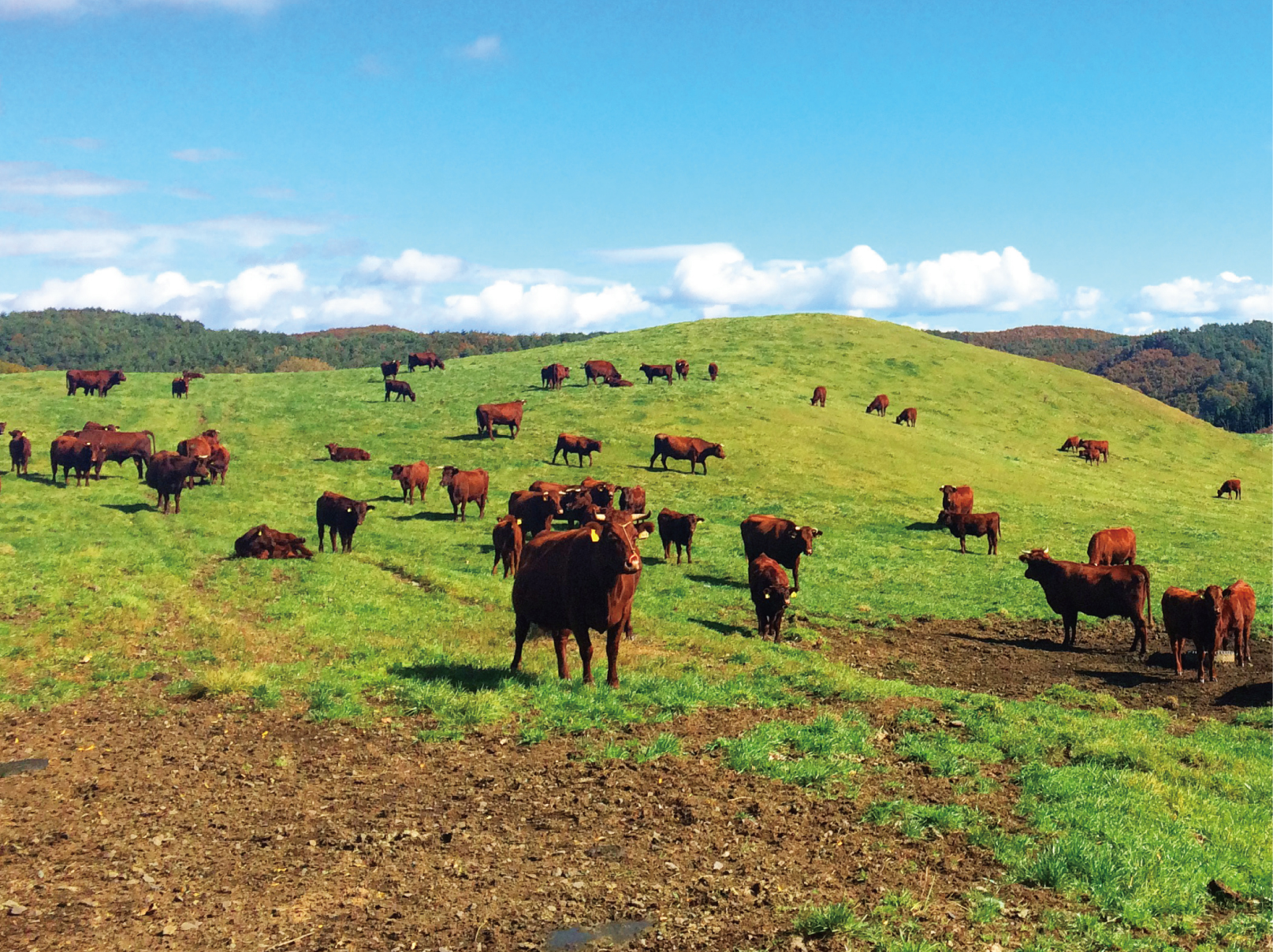 オリザリアとは